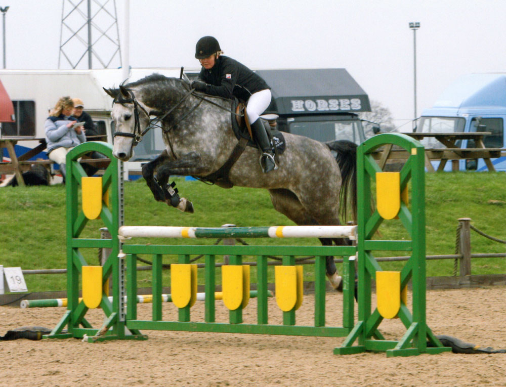 Danish Warmblood Horses For Sale